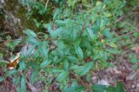 Ligustrum vulgare