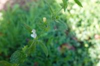 Melissa officinalis