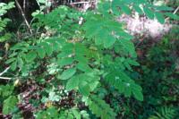 Robinia pseudoacacia
