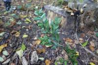 Ruscus aculeatus