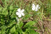 Silene latifolia