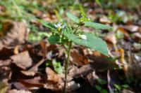 Solanum nigrum