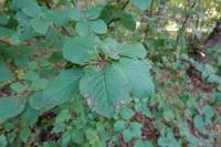 Viburnum lantana
