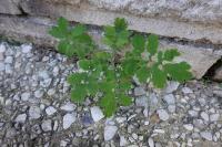 Chelidonium majus