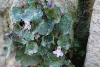 Cymbalaria muralis
