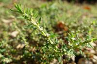 Polygonum aviculare