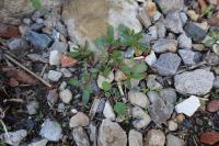 Portulaca oleracea
