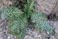 Silybum marianum