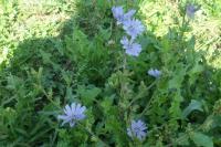 Cichorium intybus
