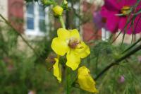 Verbascum virgatum