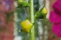 Verbascum virgatum