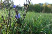 Cichorium intybus
