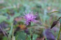 Serratula tinctoria