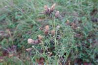 Serratula tinctoria
