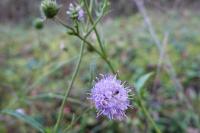 Succisa pratensis