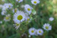Erigeron annuus