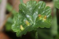 Glechoma hederacea
