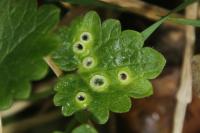 Glechoma hederacea