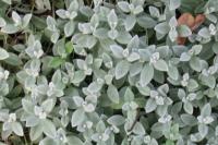 Cerastium tomentosum