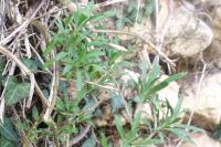 Erysimum cheiri
