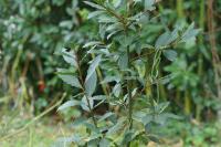 Laurus nobilis