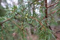 Juniperus communis
