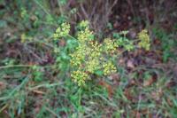 Pastinaca sativa