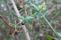 Rubia peregrina