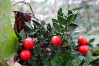 Ruscus aculeatus
