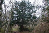 Taxus baccata