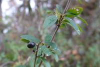 Ligustrum vulgare