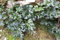Asplenium ruta-muraria