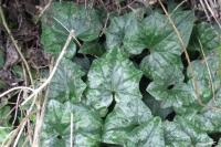 Cyclamen hederifolium