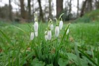 Galanthus nivalis