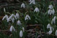 Galanthus nivalis