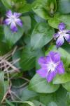 Vinca major
