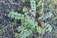 Poterium sanguisorba