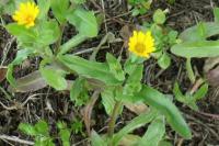 Calendula arvensis