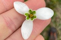 Galanthus nivalis