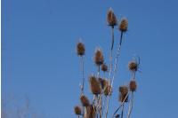 Dipsacus fullonum