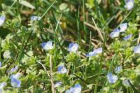Veronica persica