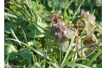 Lamium purpureum