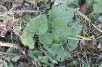Ballota nigra