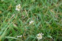 Capsella bursa-pastoris