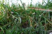 Cardamine hirsuta