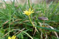 Ficaria verna
