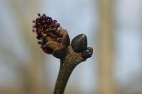 Fraxinus excelsior