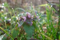Lamium purpureum