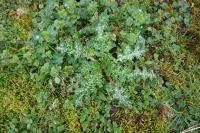 Silybum marianum