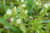 Stellaria media